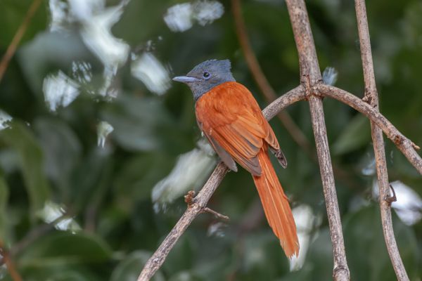 African Paradise Flycatcher
