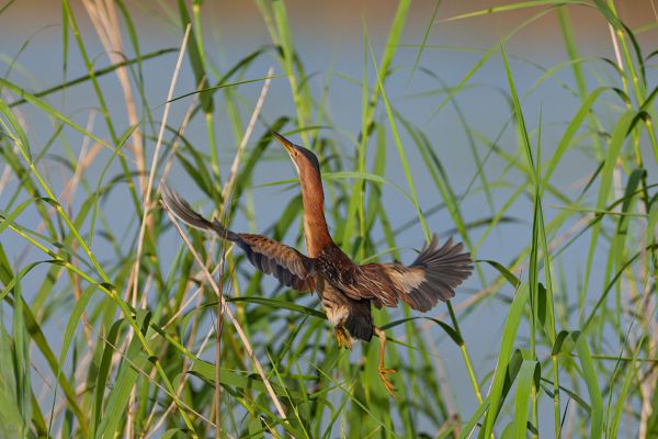 Dwarf Bittern