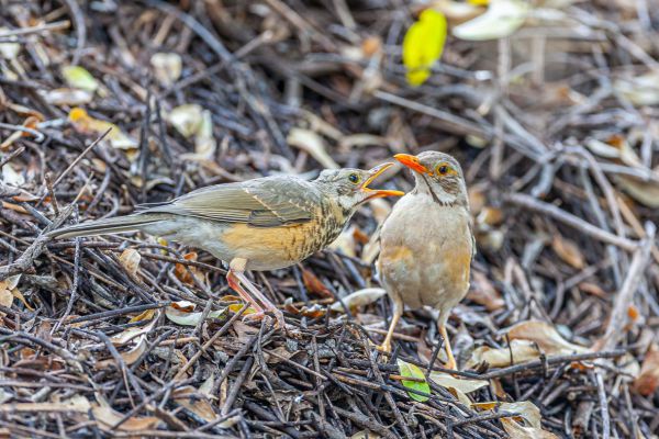 Kurrichane Thrush