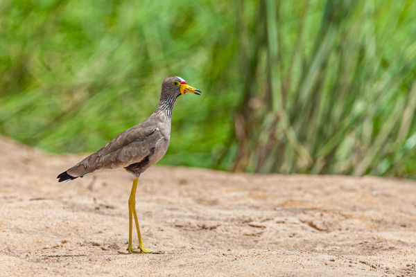 African Wattled Lapwing