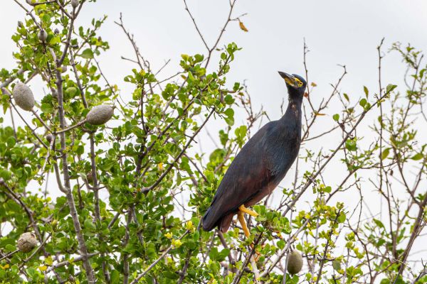 Rufous-bellied Heron