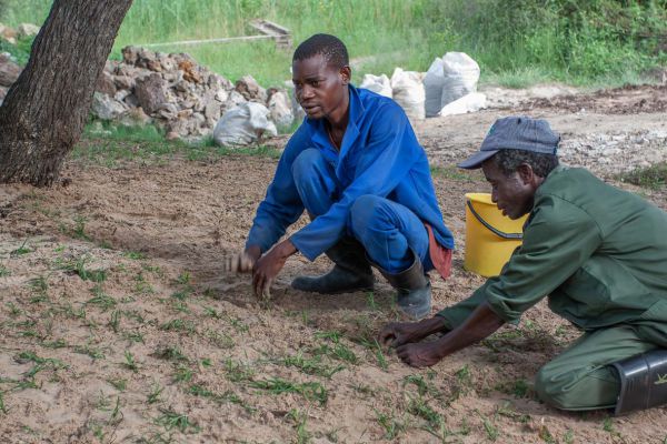 N'Kwazi lodge (just plant grass)