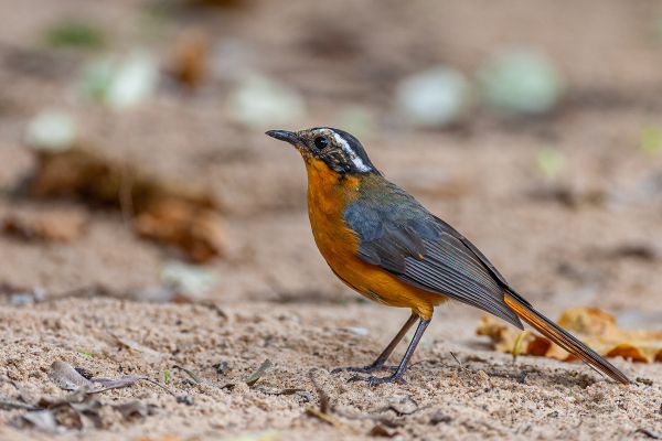 White-browed Robin-Chat