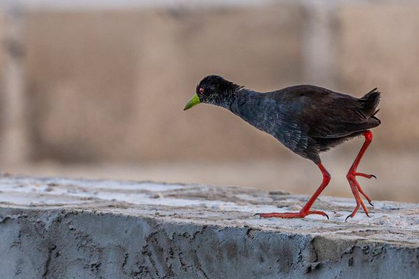 Black Crake