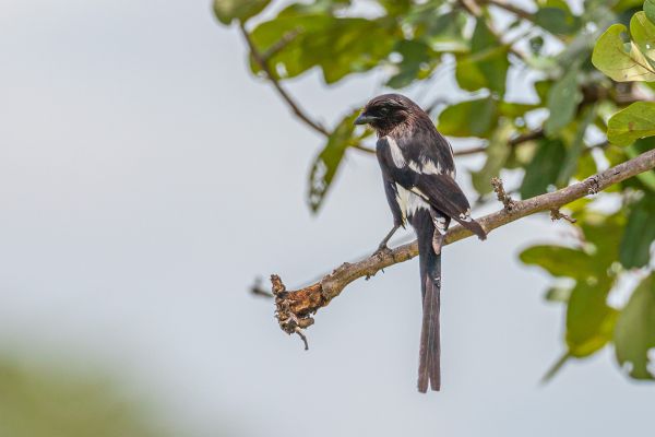 Magpie Shrike