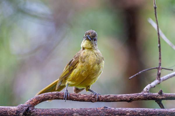 Yellow-bellied Greenbul