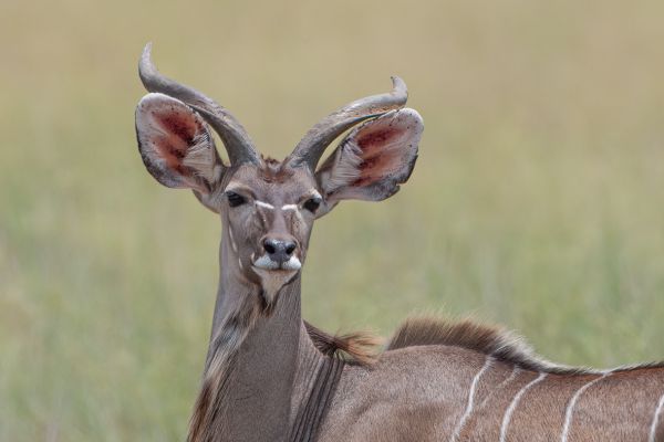 Great Kudu 