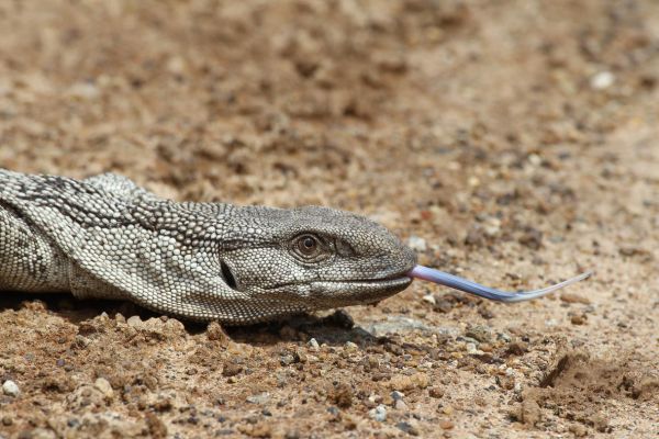 Lizzard
