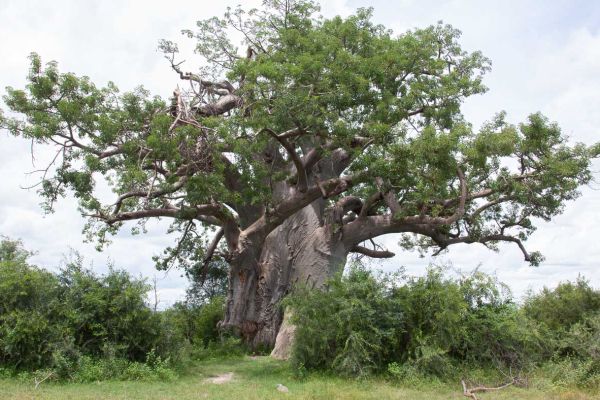 This is not a boabab tree