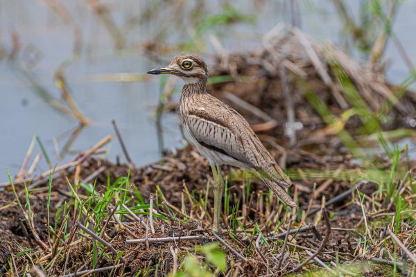 Water Thick-knee