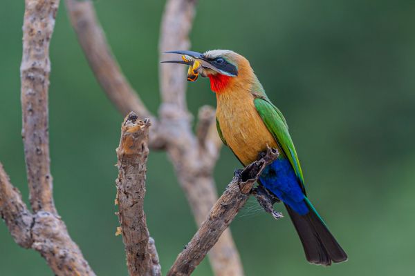 White-fronted Bee-eater