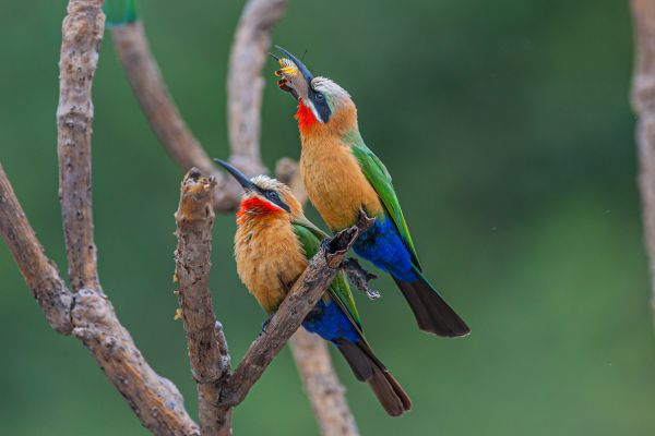 White-fronted Bee-eater