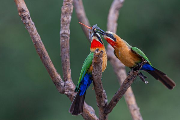 White-fronted Bee-eater