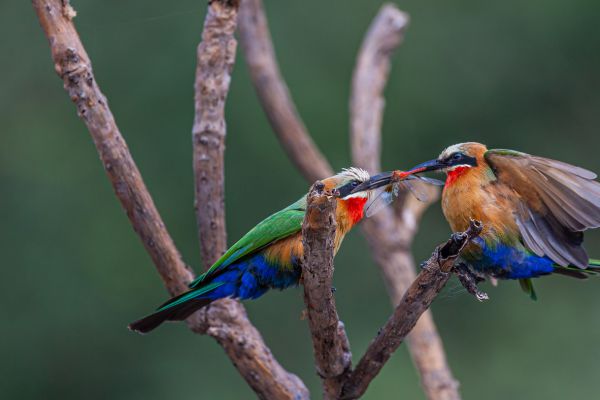 White-fronted Bee-eater