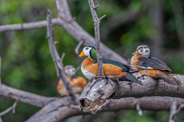 African Pygmy Goose