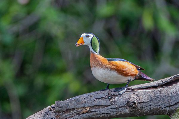 African Pygmy Goose