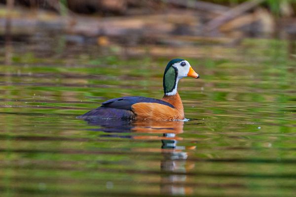 African Pygmy Goose