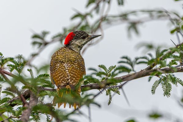 Golden-tailed Woodpecker