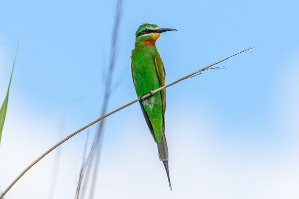 Blue-cheeked Bee-eater