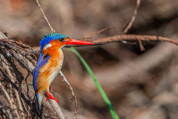Malachite Kingfisher