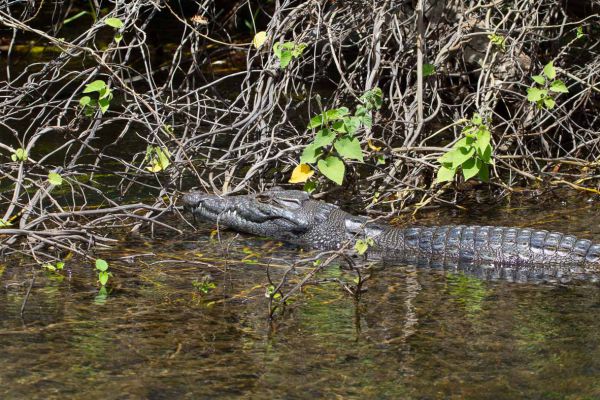 Crocodile