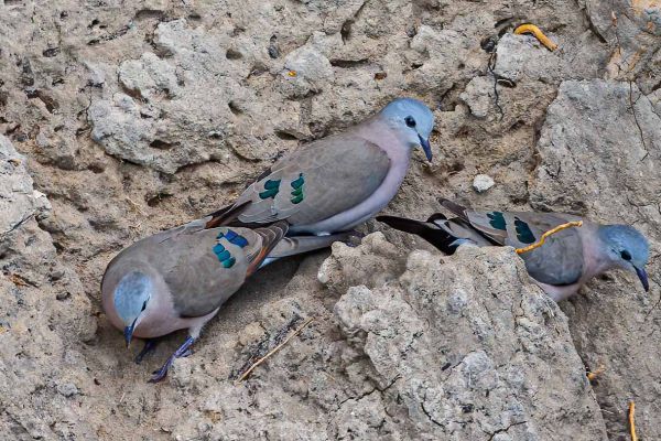 Emerald-spotted Wood Dove