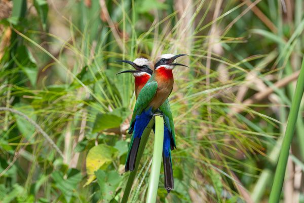 White-fronted Bee-eater