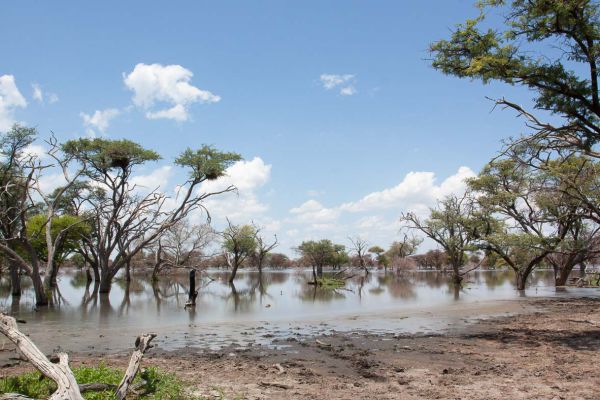 In the vicinity of the Maun Lodge