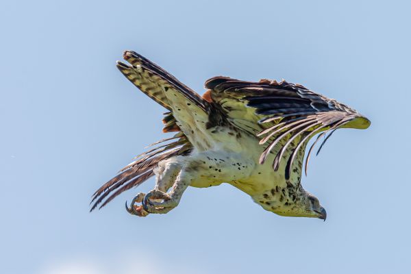 Martial Eagle