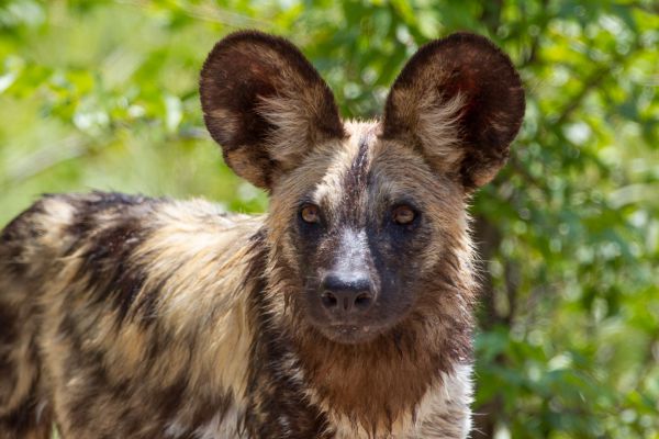 African Wild Dog