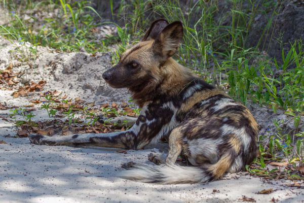 African Wild Dog