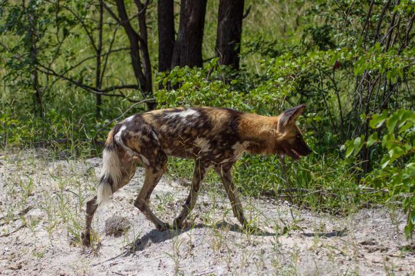 African Wild Dog