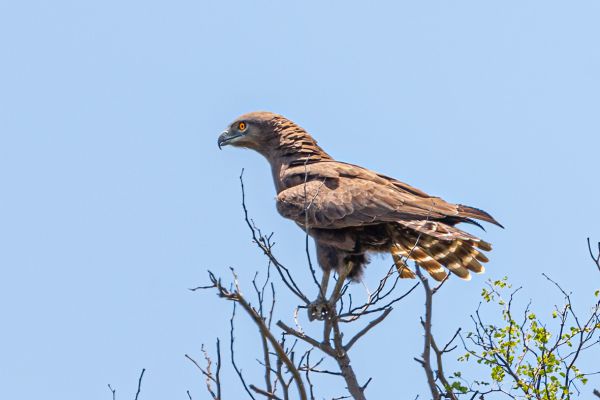 Brown Snake Eagle