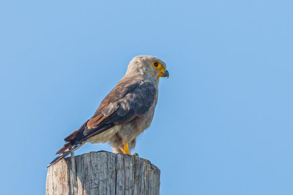 Dickinson's Kestrel