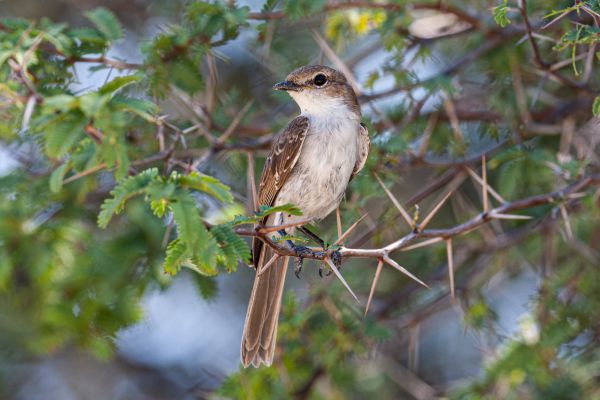 Chat Flycatcher