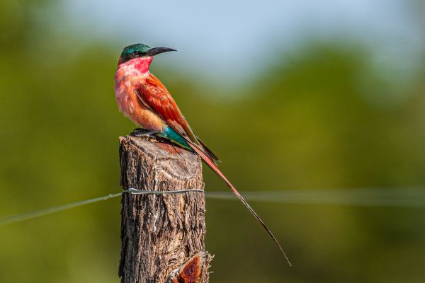Southern Carmine Bee-eater