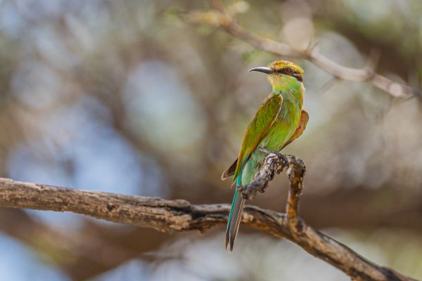 Swallow-tailed Bee-eater