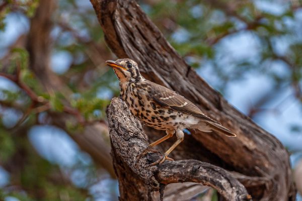 Groundscraper Thrush