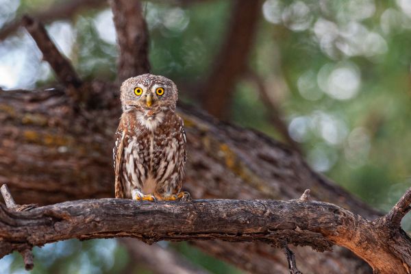 African Scops Owl