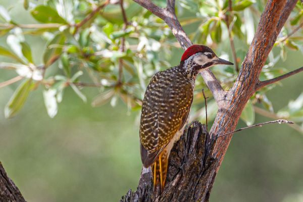 Golden-tailed Woodpecker