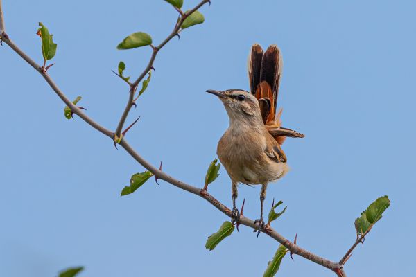 Kalahari Scrub Robin