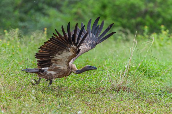 White-backed Vulture