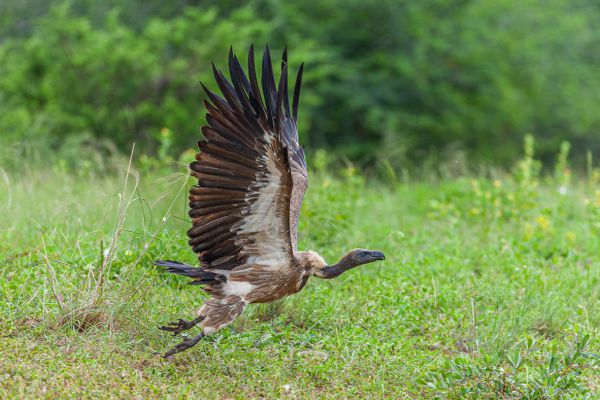 White-backed Vulture