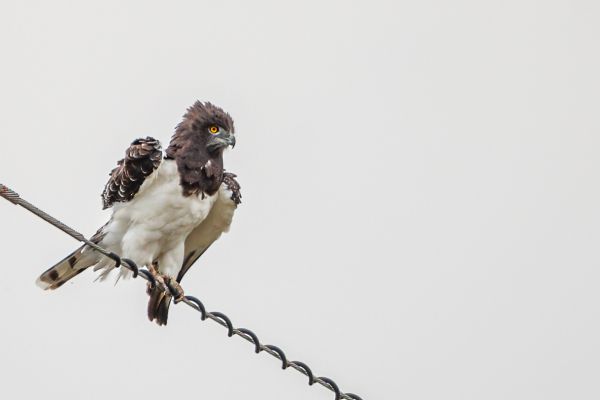 Black-chested Snake Eagle