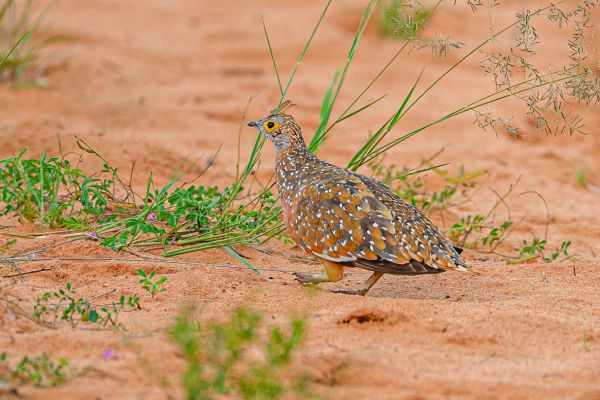 Burchell's Sandgrouse