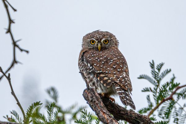 Pearl-spotted Owlet