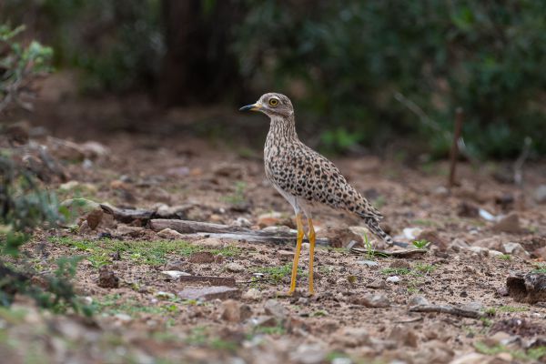 Spotted Thick-knee