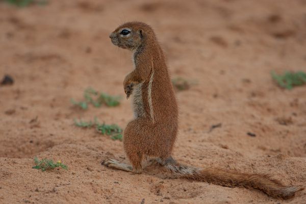 Ground scuirrel