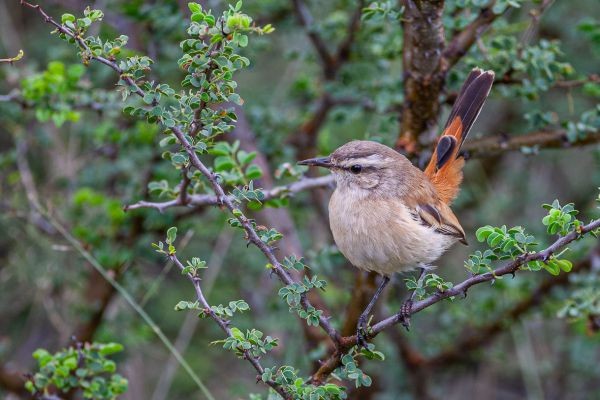 Kalahari Scrub Robin