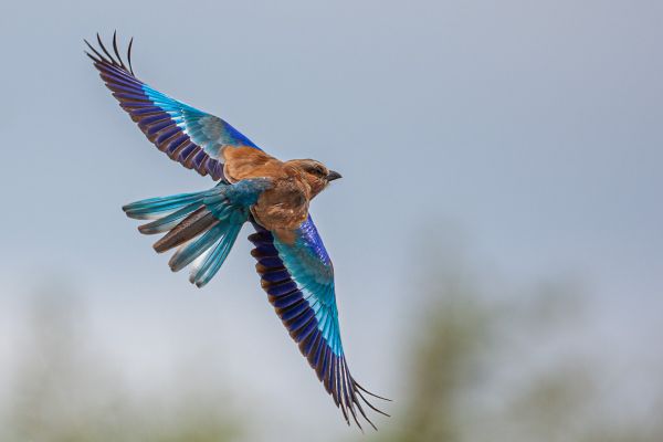 Lilac-breasted Roller